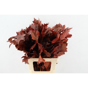QUERC RUBRA 60CM RED