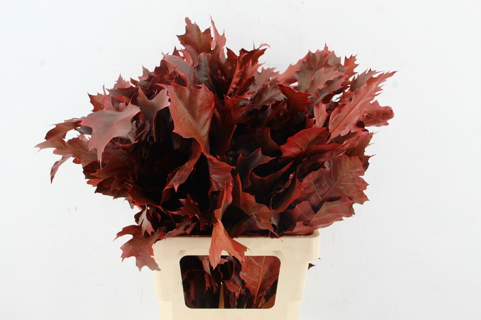 <h4>QUERC RUBRA 60CM RED</h4>