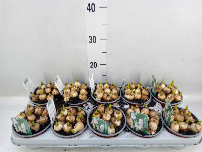 <h4>Muscari  'Magic White'</h4>