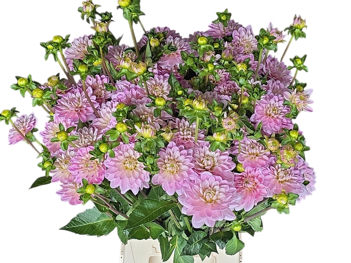 <h4>Dahl Rose</h4>