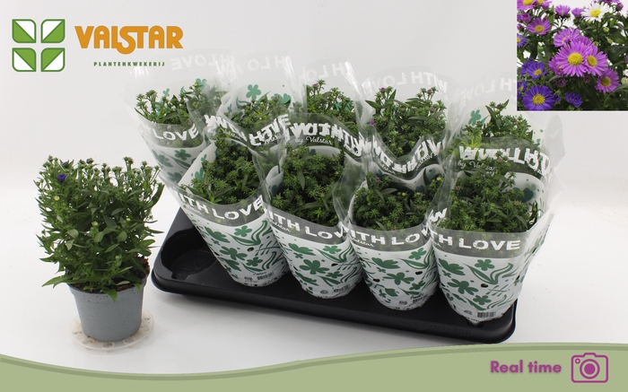 <h4>ASTER NB OV</h4>