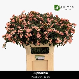 Euphorbia fulgens Pink Baron