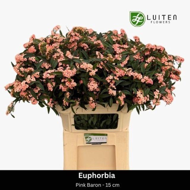 <h4>Euphorbia fulgens Pink Baron</h4>