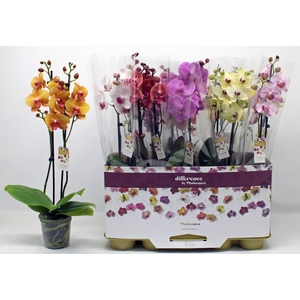PHAL GEM