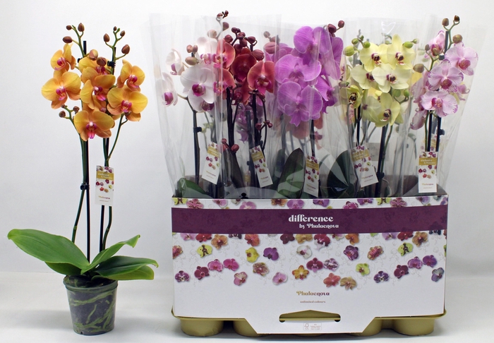 <h4>PHAL GEM</h4>