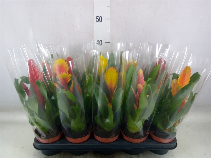 <h4>Vriesea   ...mix 6</h4>