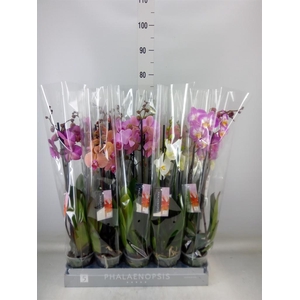 Phalaenopsis   ...mix  7
