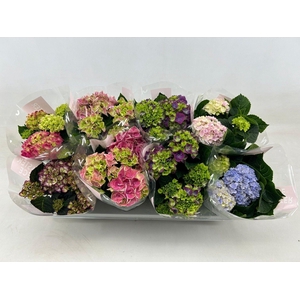 Hydrangea macr. 10cm Special Mix 3+bloem