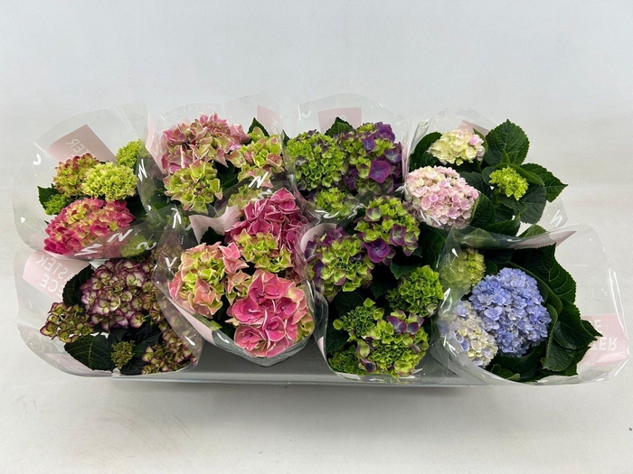 <h4>Hydrangea macr. 10cm Special Mix 3+bloem</h4>