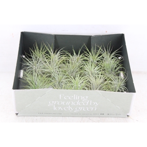 arr3 CP - Till. - Ionantha groen x20