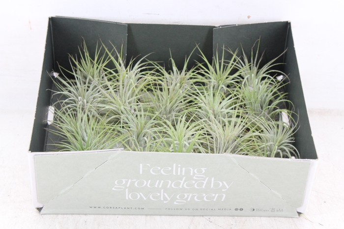 <h4>arr3 CP - Till. - Ionantha groen x20</h4>