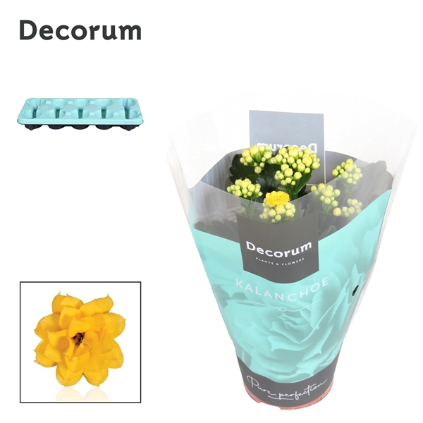 <h4>Kalanchoe blossfeldiana gevuld 'Sfinx'</h4>