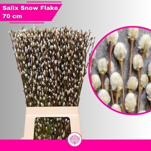 SALIX CA SNOW FLAKE