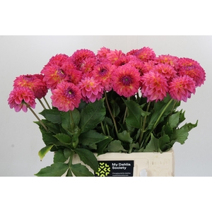 Dahlia Barbados