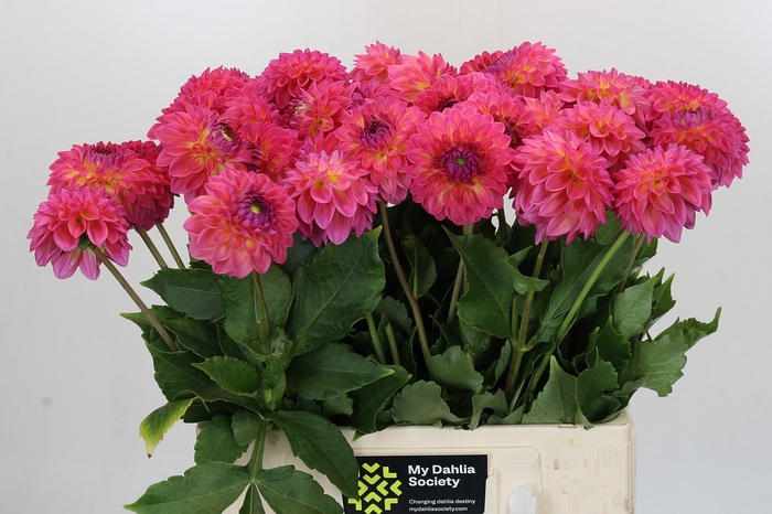Dahlia Barbados