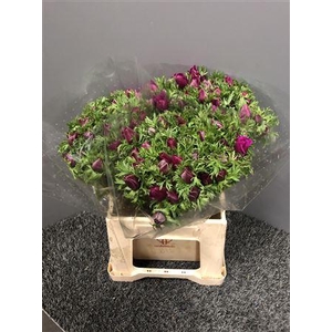 Anem Galilee Fuchsia