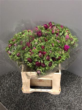 <h4>Anem Galilee Fuchsia</h4>