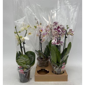 PHAL GEM