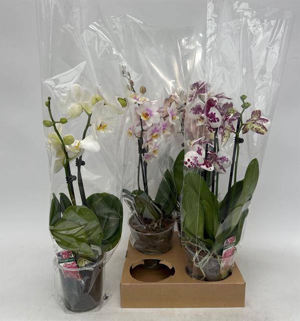 <h4>PHAL GEM</h4>