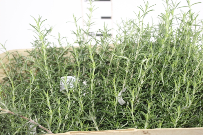 <h4>FOLH ALECRIM</h4>