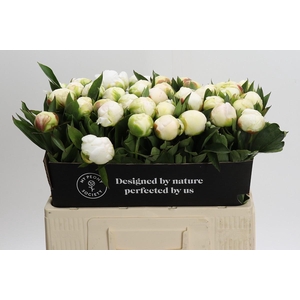 Paeonia Madame Claude Tain