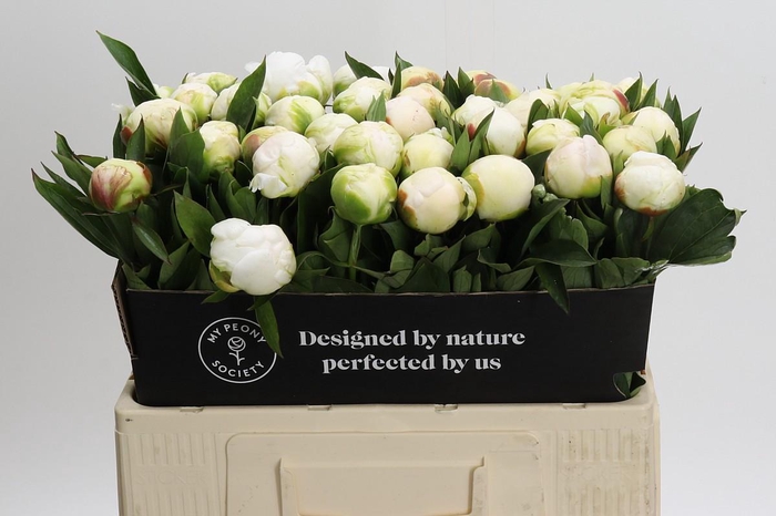 <h4>Paeonia Madame Claude Tain</h4>