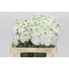 Matthiola Iron White