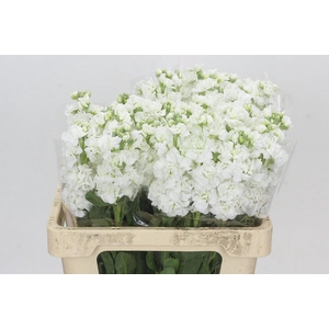 Matthiola Iron White