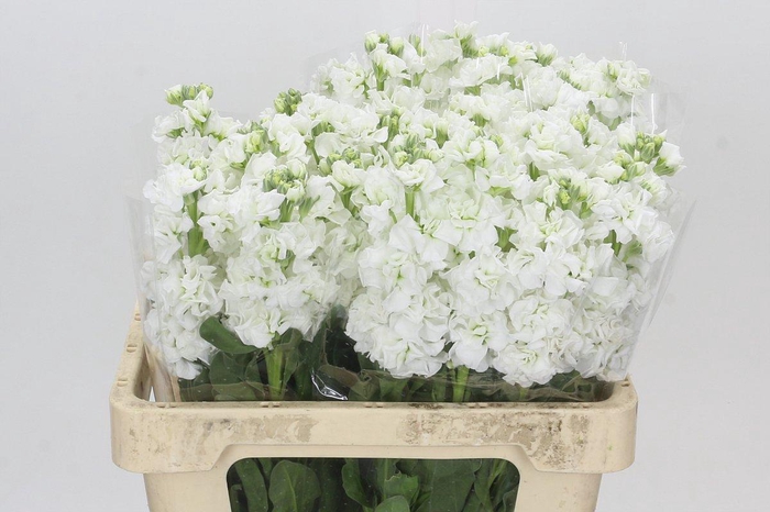<h4>Matthiola Iron White</h4>