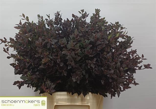 <h4>PHYSOCAR OP M SW CHE</h4>