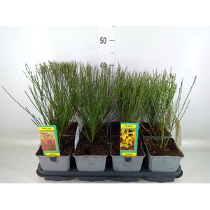 Cytisus praecox   ...