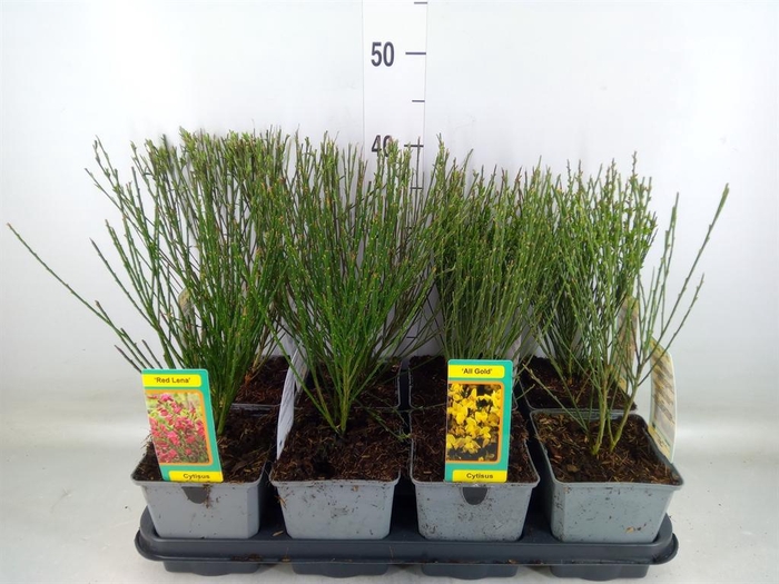 <h4>Cytisus praecox   ...</h4>
