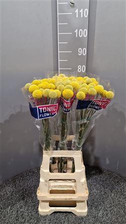 <h4>Cras Paintball Pop</h4>