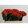 Dahlia Orange Fox