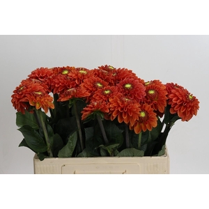 Dahlia Orange Fox