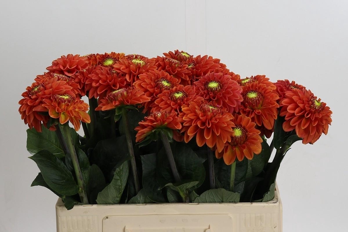 <h4>Dahlia Orange Fox</h4>