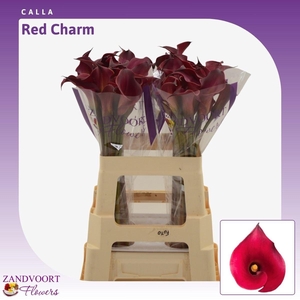 Calla Red Charm