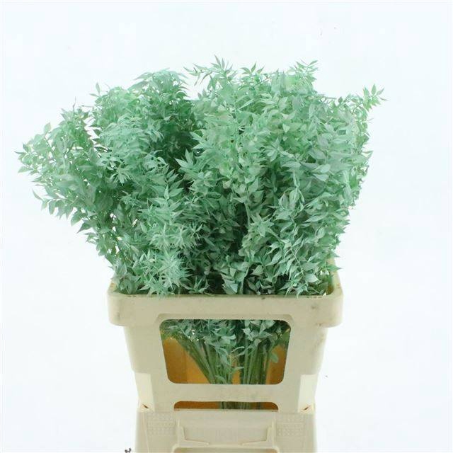 <h4>RUSCUS OV KLB H%</h4>