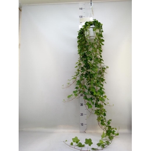 Hedera helix 'Pittsburgh'