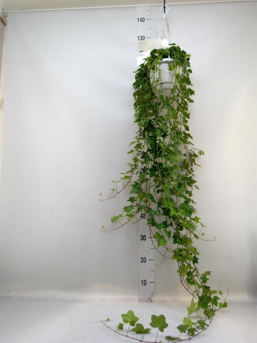 <h4>Hedera helix 'Pittsburgh'</h4>