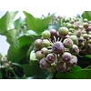 HEDERA IVY GREEN 300