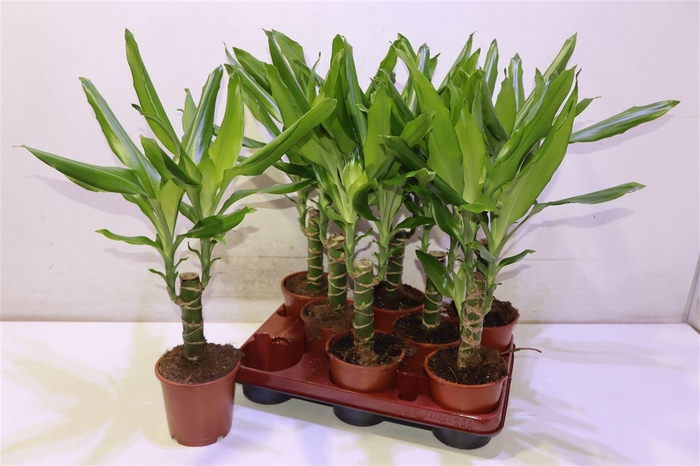 <h4>Dra Frag Steudneri</h4>