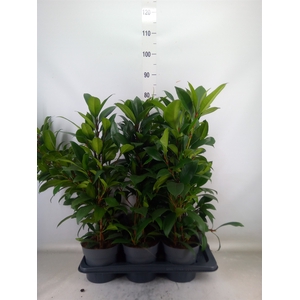 Ficus cyathistipula 'Compacta'