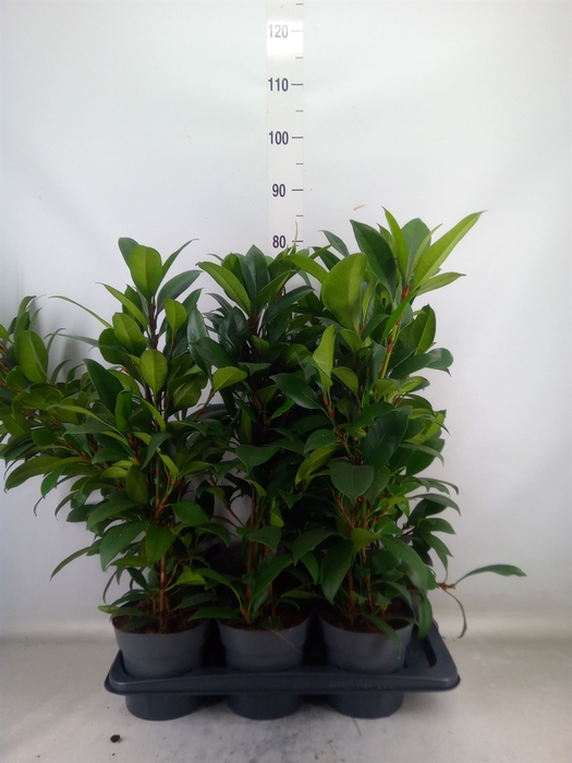 <h4>Ficus cyathistipula 'Compacta'</h4>