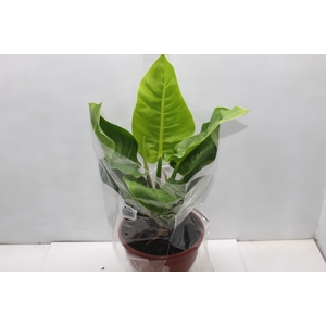 PHILODENDRON MOONLIGHT P24