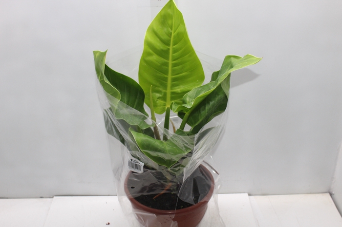 <h4>PHILODENDRON MOONLIGHT P24</h4>