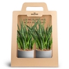 2-Pack Raw Grey, Fernwood P10