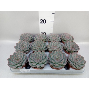 Echeveria  'Hercules'