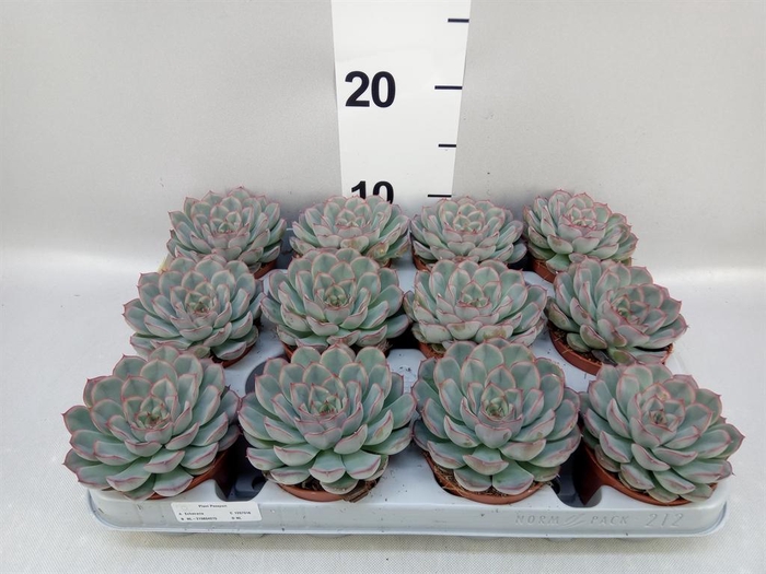 <h4>Echeveria  'Hercules'</h4>