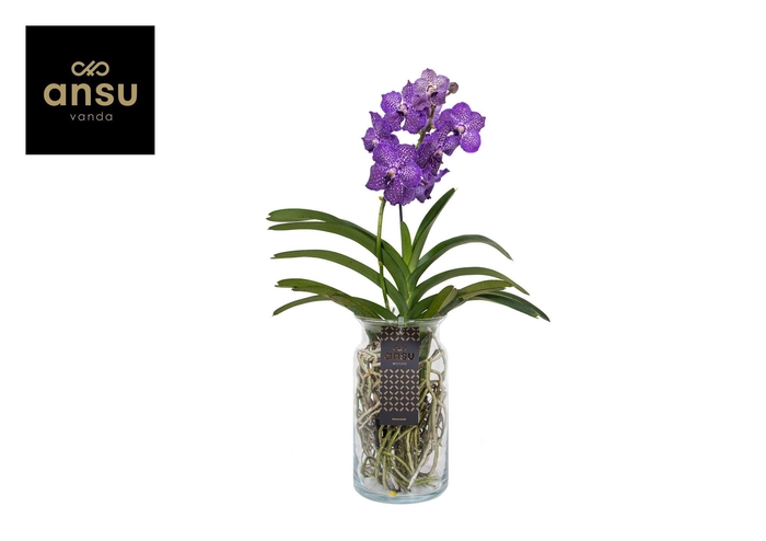 <h4>Vanda Bose XL Purple</h4>